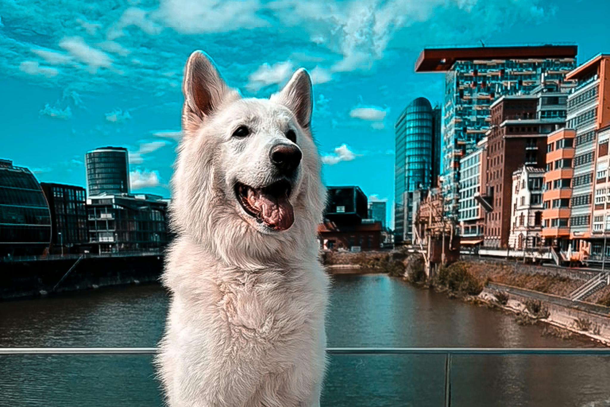 Weißer Schäferhund am Medienhafen in Düsseldorf