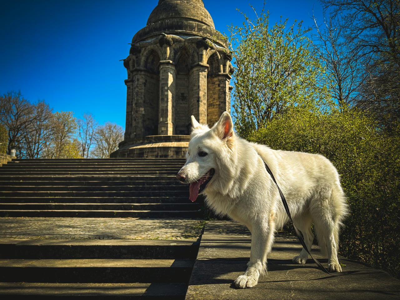 Weißer Schäferhund auf der Treppe vor dem Hermannsdenkmal