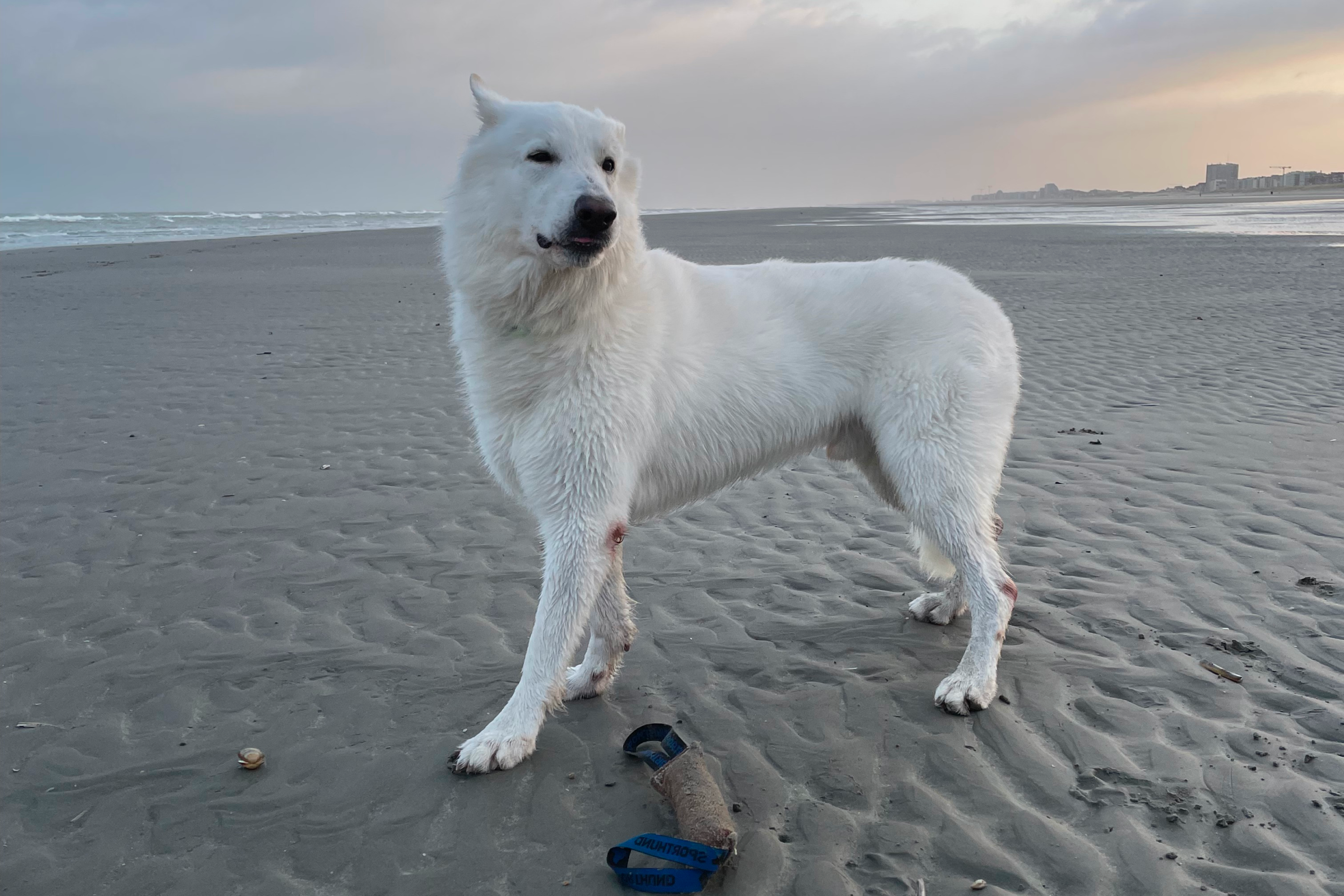 Strand in den Niederlanden für Urlaub mit Hund im Herbst