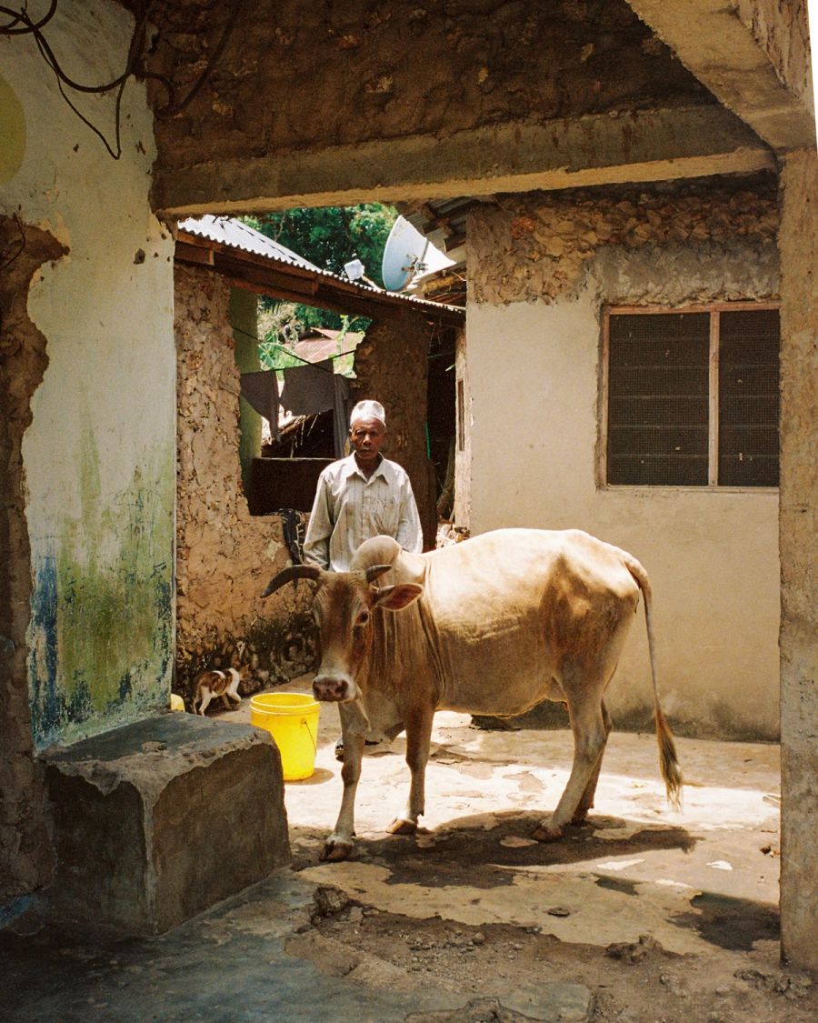 Man standing with a cow in a courtyard, Msambweni, Kenya. Film photograph by Nicolò Pudel