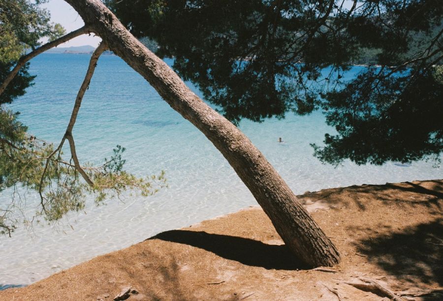 Pine leaning over a clear turquoise cove, Mediterranean coast. Film photograph by Nicolò Pudel