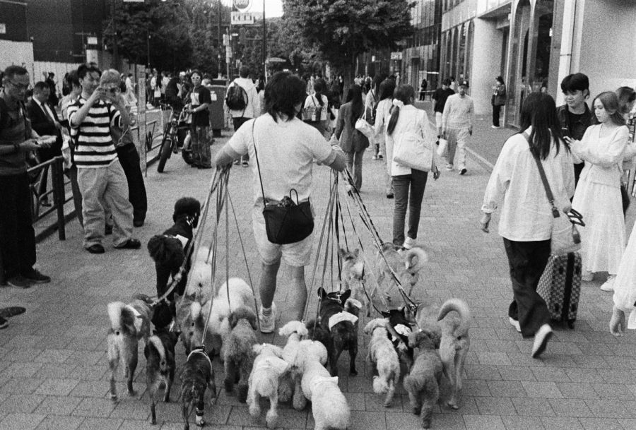 A man walks multiple dogs on leashes through a busy urban street lined with pedestrians, film photograph by Nicolò Pudel.