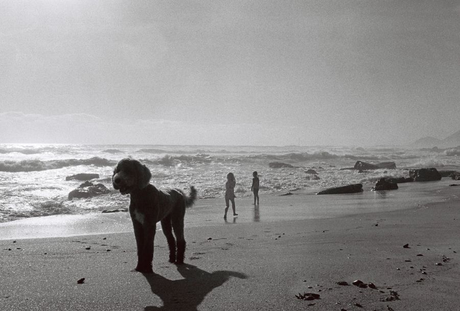 Dog on a misty beach with two distant figures at the waterline, black and white, Cape Town. Film photograph by Nicolò Pudel
