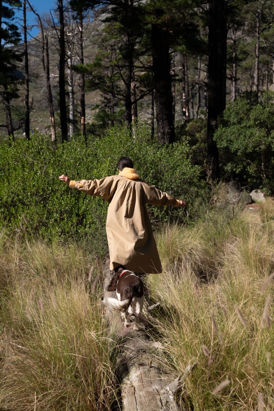 Handler in a tan coat balancing along a fallen log with a springer spaniel, Deer Park forest, Cape Town. Film photograph by Nicolò Pudel