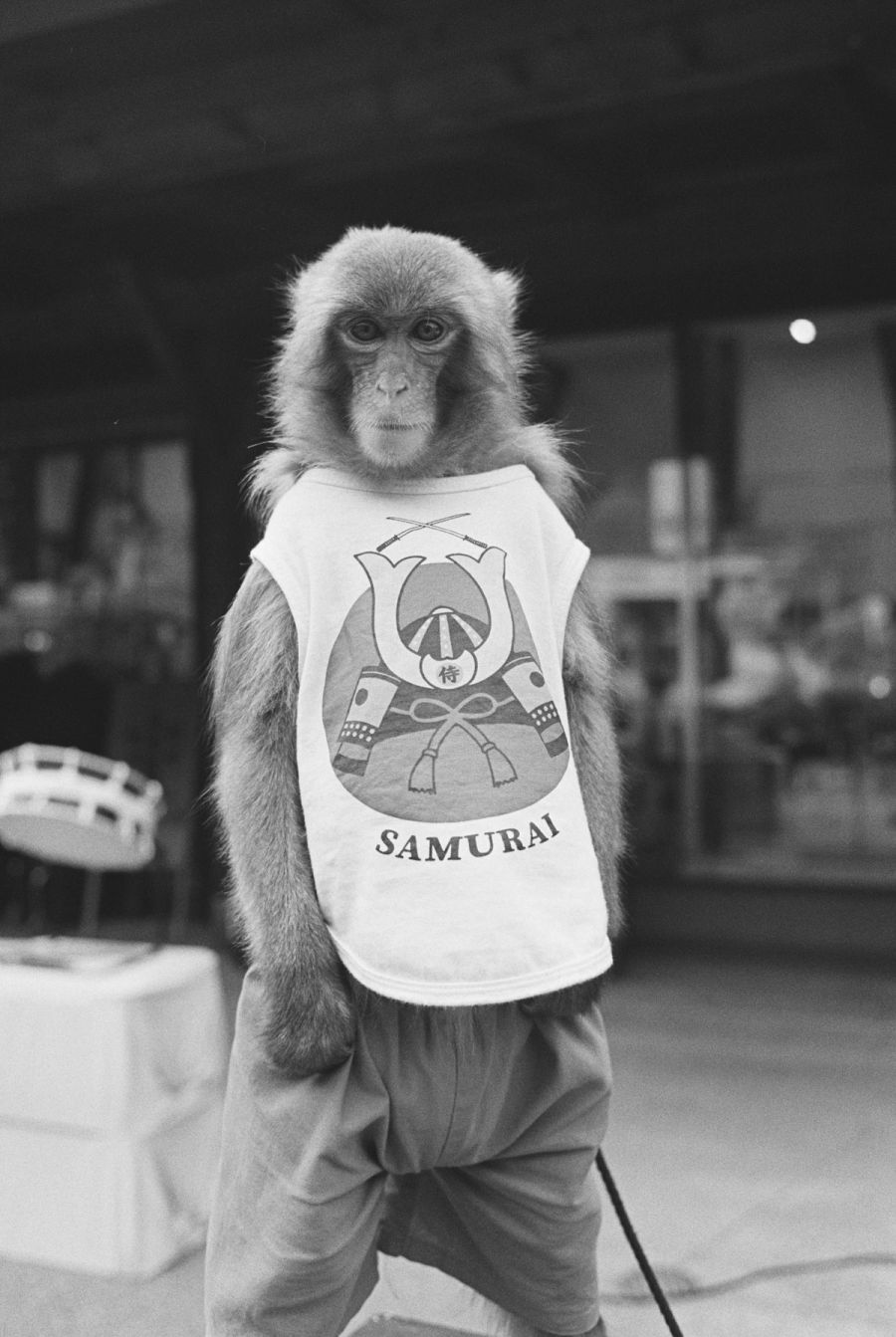 A monkey wearing a white t-shirt with samurai graphic stands indoors, film photograph by Nicolò Pudel.