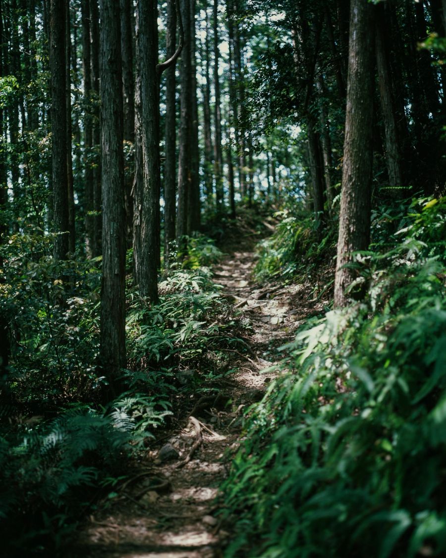 Narrow forest trail winds through tall trees with dense green undergrowth and ferns, film photograph by Nicolò Pudel.