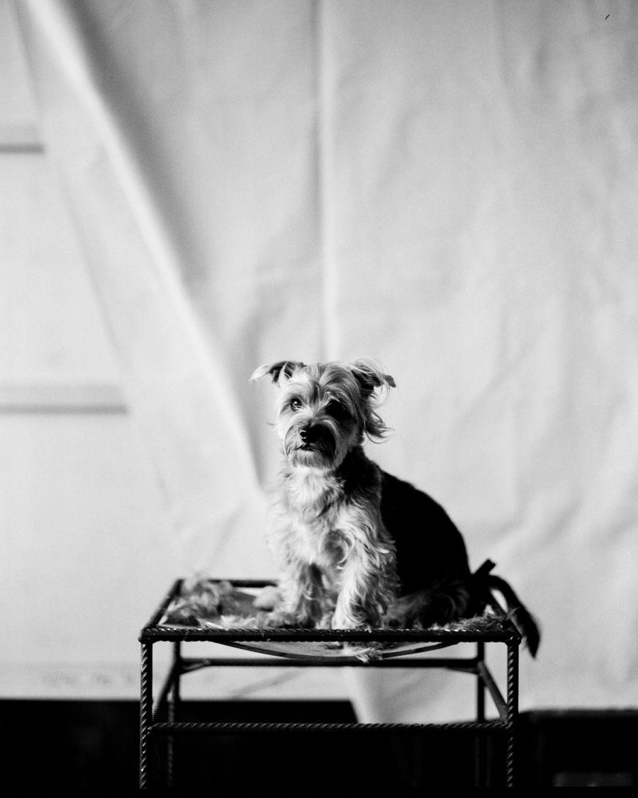 A terrier-type dog sits on a metal bench against a plain white wall, film photograph by Nicolò Pudel.