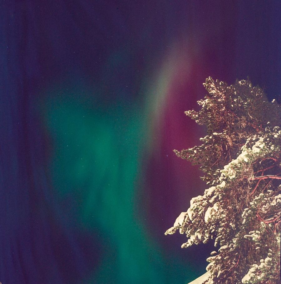 Green and magenta northern lights above a snow-laden pine, Norway. Film photograph by Nicolò Pudel