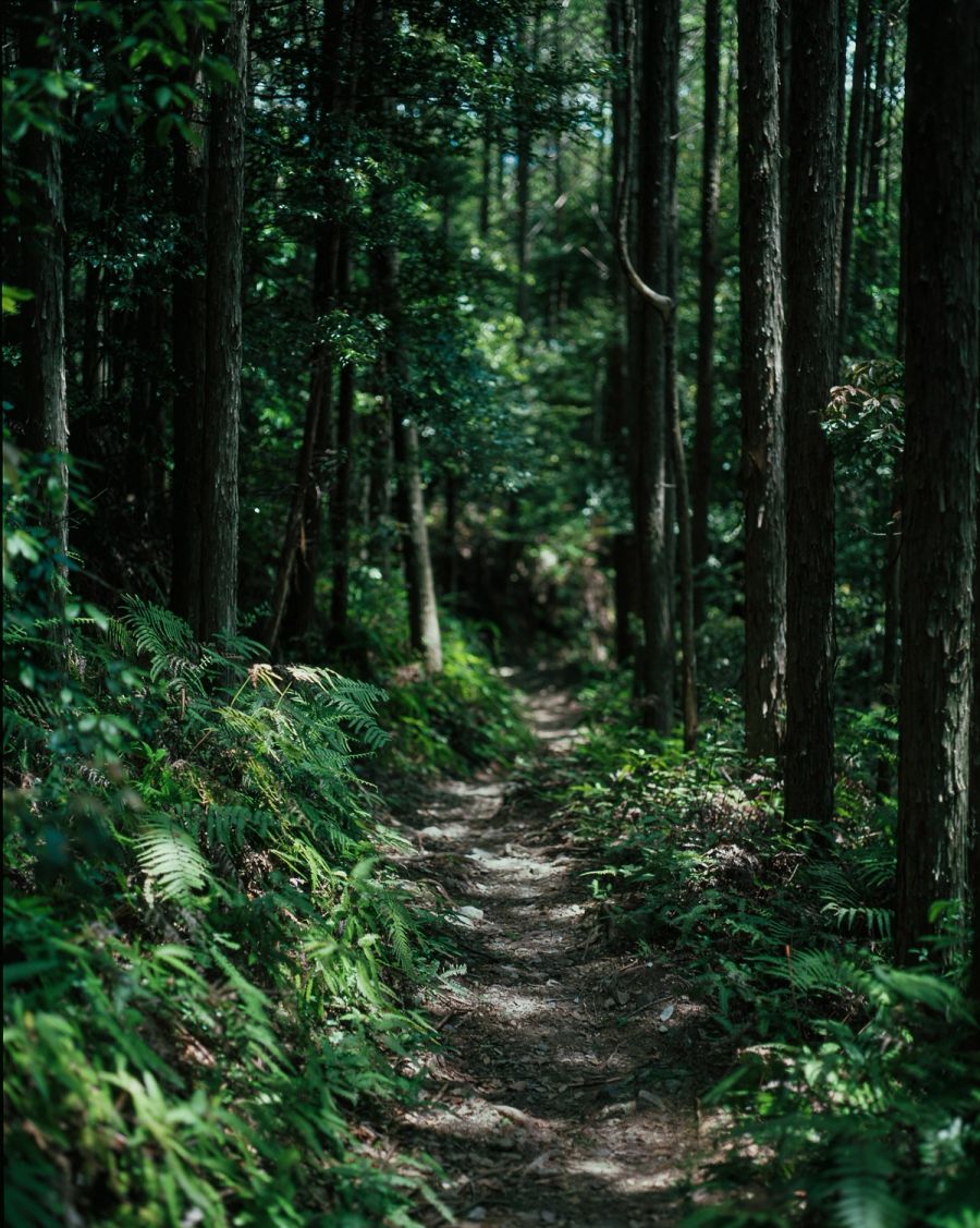 A narrow dirt footpath winds through a dense forest with tall trees and lush green ferns, film photograph by Nicolò Pudel.