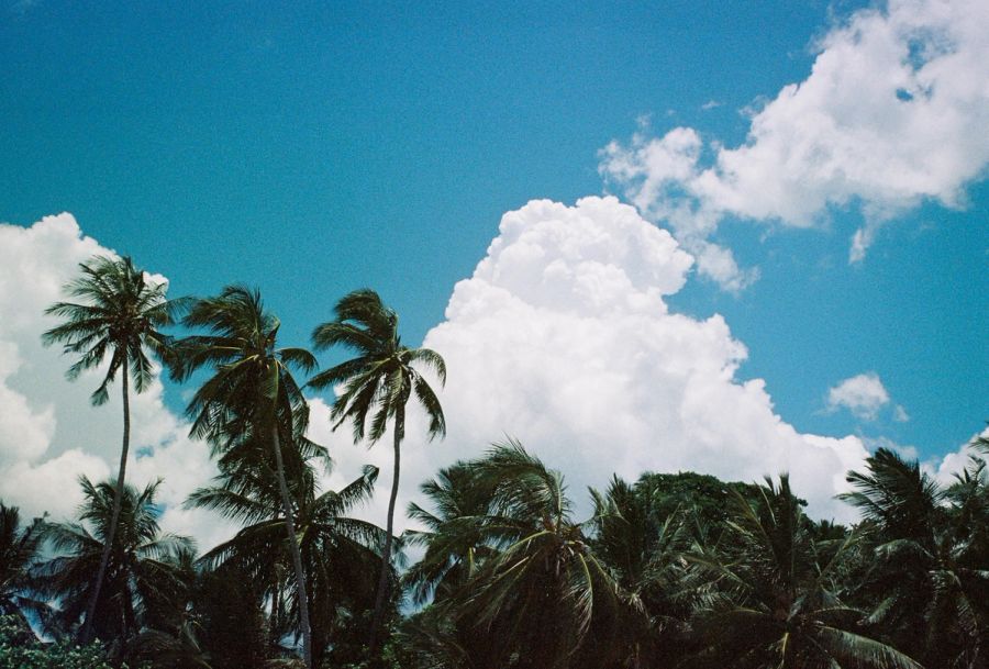 Palm trees against towering cumulus clouds on the Kenyan coast. Film photograph by Nicolò Pudel