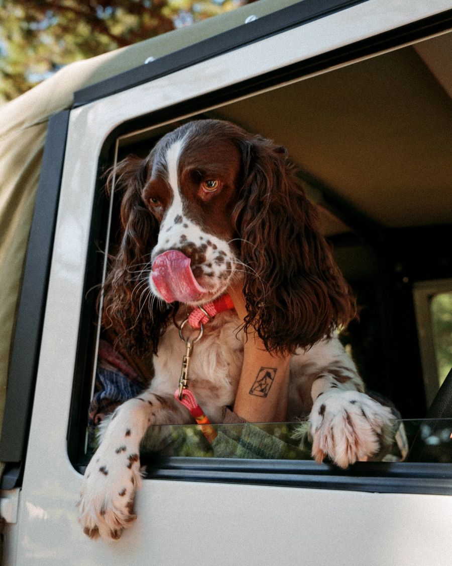 Springer spaniel licking its nose in the window of a Land Rover Defender, Deer Park, Cape Town. Film photograph by Nicolò Pudel
