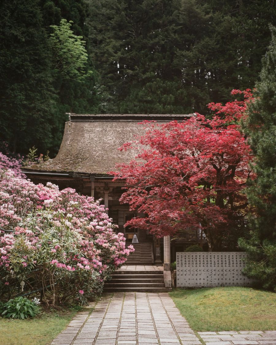 A traditional Japanese temple entrance framed by pink rhododendrons and red maple trees, film photograph by Nicolò Pudel