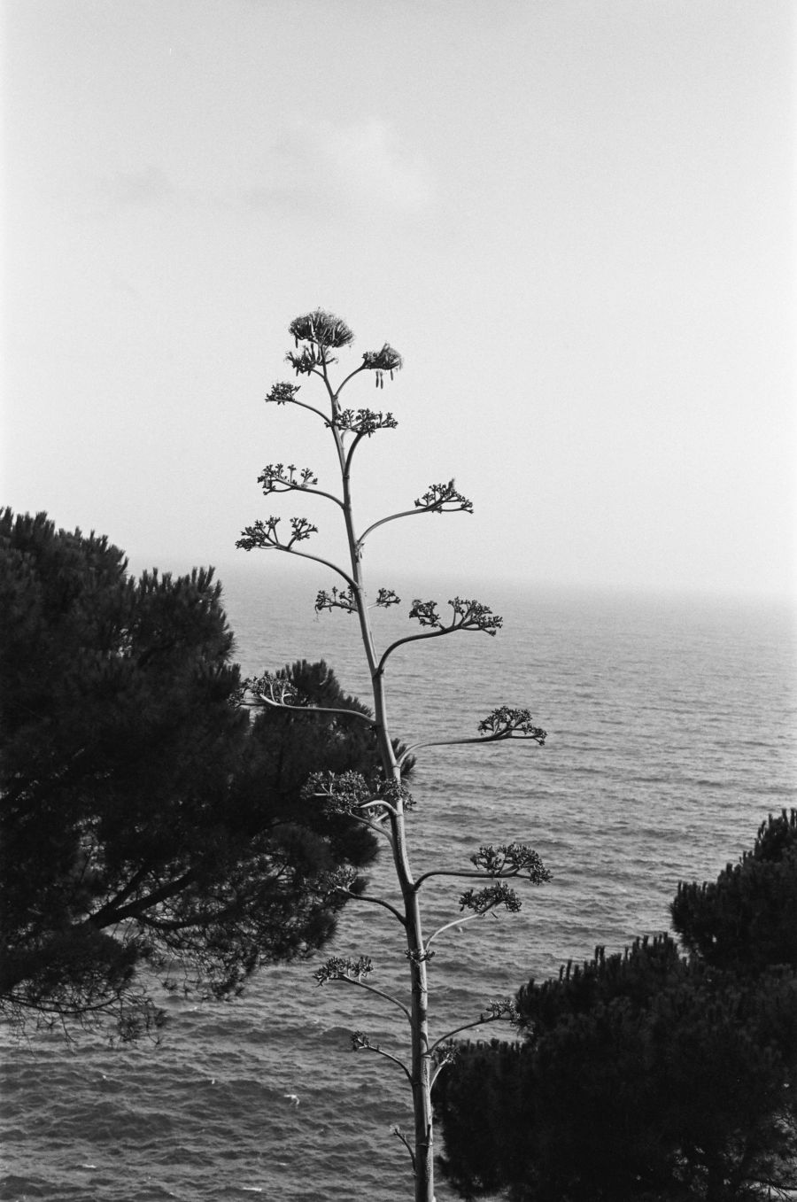 Ilford HP5