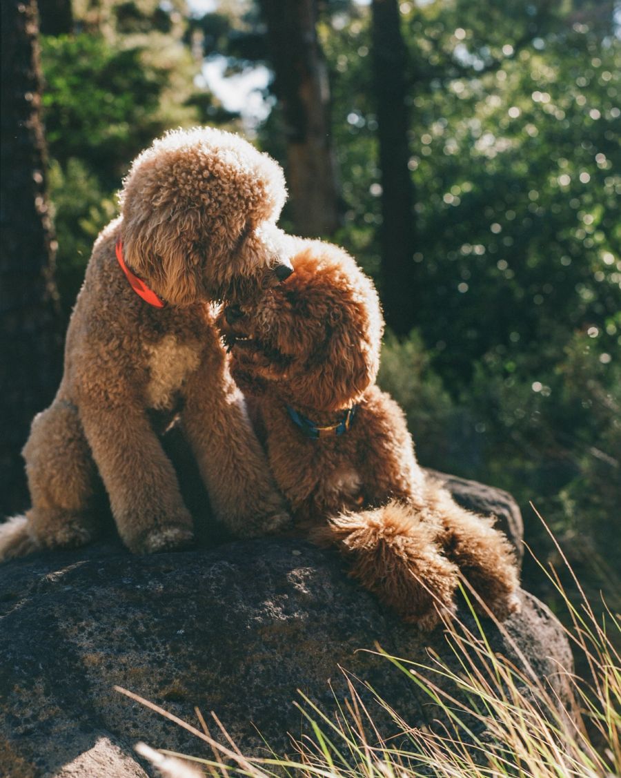 Two apricot poodles nuzzling on a sunlit boulder, Deer Park, Cape Town. Film photograph by Nicolò Pudel