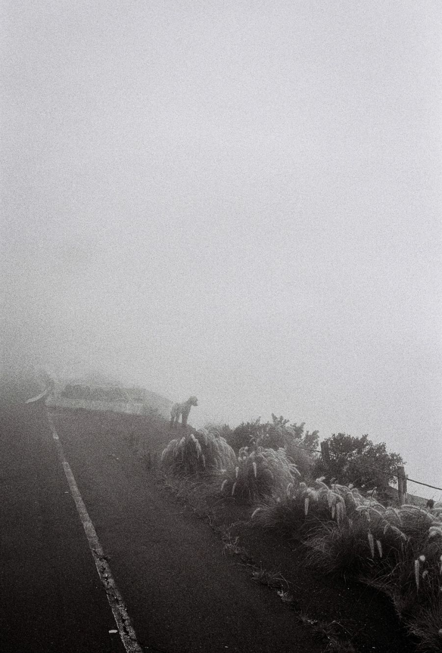 Film photograph by Nicolò Pudel