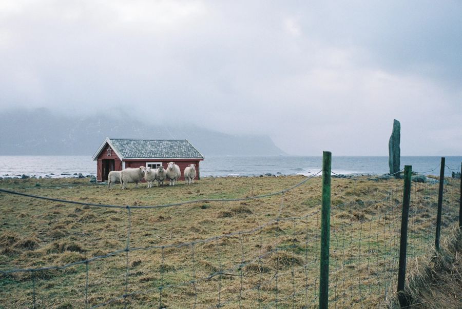 Film photograph by Nicolò Pudel