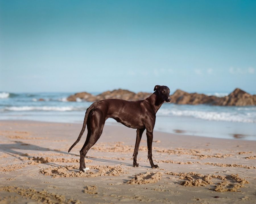 Sleek brown dog standing on an empty beach, Cape Town. Film photograph by Nicolò Pudel