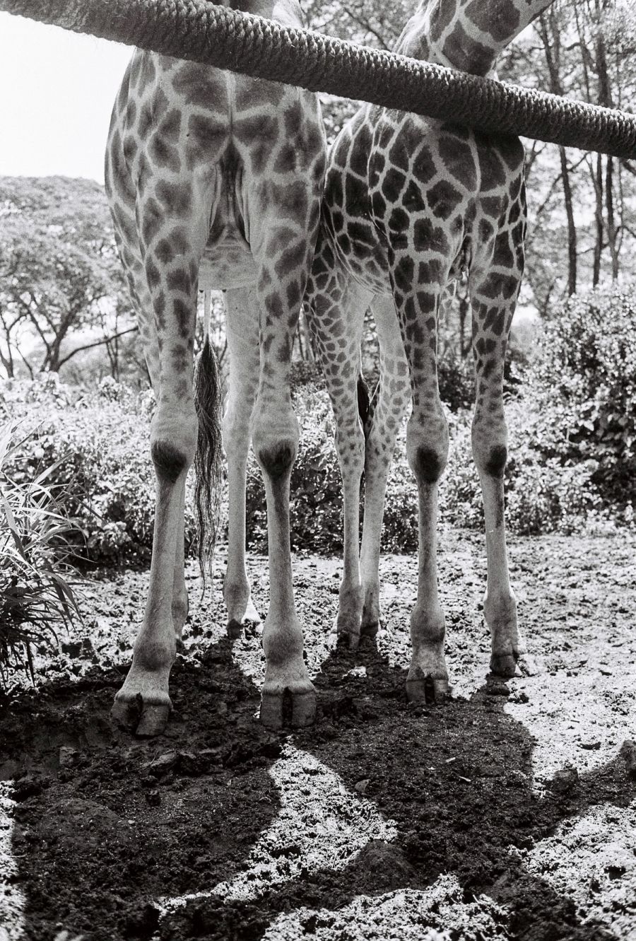 Two giraffes seen from below at a sanctuary, black and white, Kenya. Film photograph by Nicolò Pudel