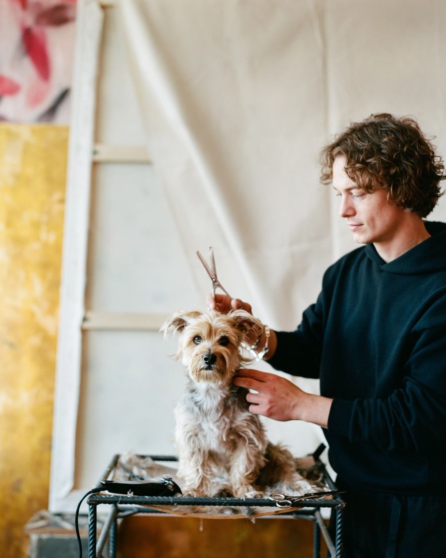 A person grooms a small brown and white dog with scissors in a bright studio setting, film photograph by Nicolò Pudel.