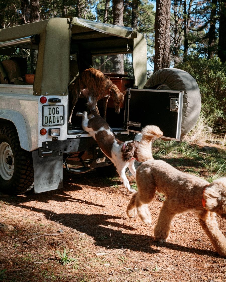 Dogs leaping into the back of a Land Rover Defender in a pine forest, Deer Park, Cape Town. Film photograph by Nicolò Pudel
