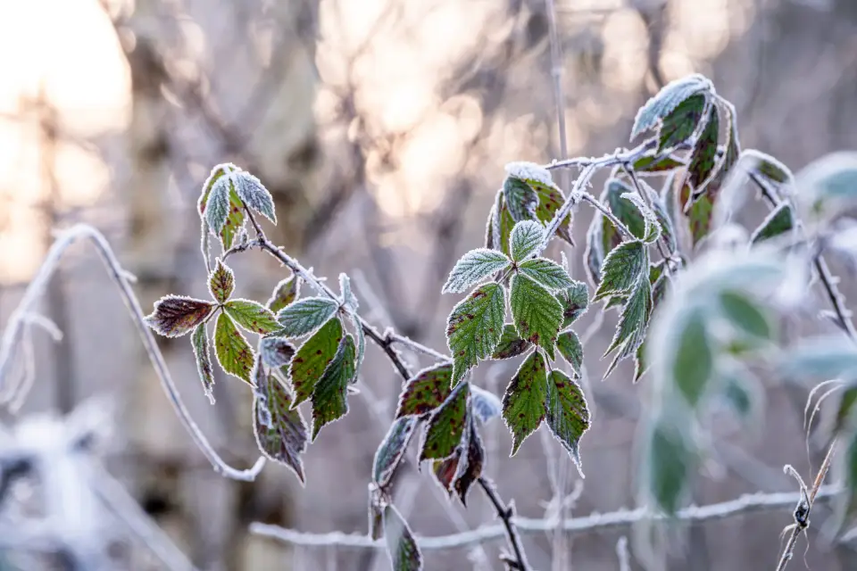 Bramble leaves covered in frost