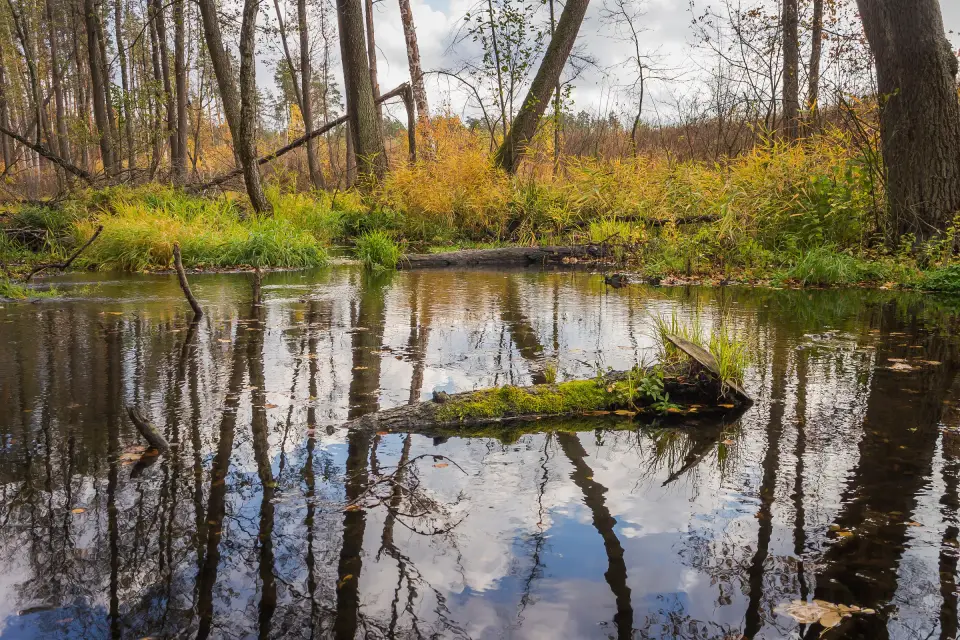 A forest backwater with fallen trunks lying in the water