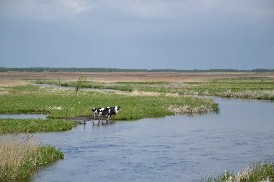 A cow wading in the shallow water of the Biebrza floodplain