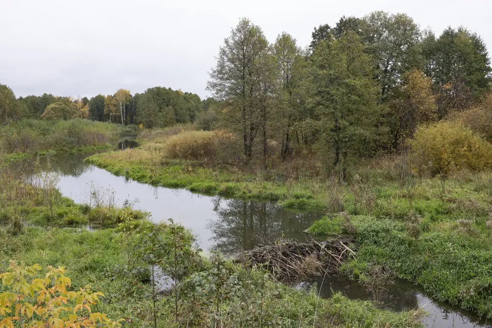 A narrow river winding between alders and reeds
