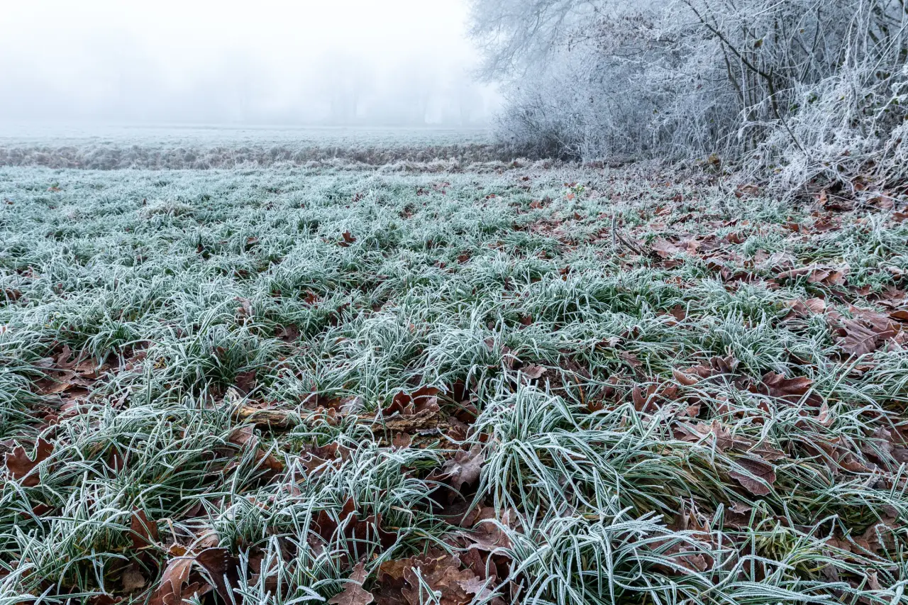 A frosted meadow at dawn, mist and white trees behind