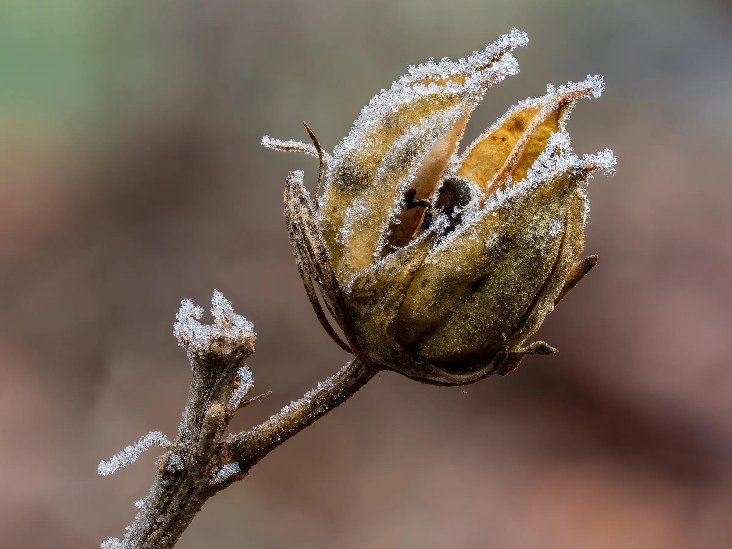 Pusta torebka nasienna hibiskusa pokryta szronem