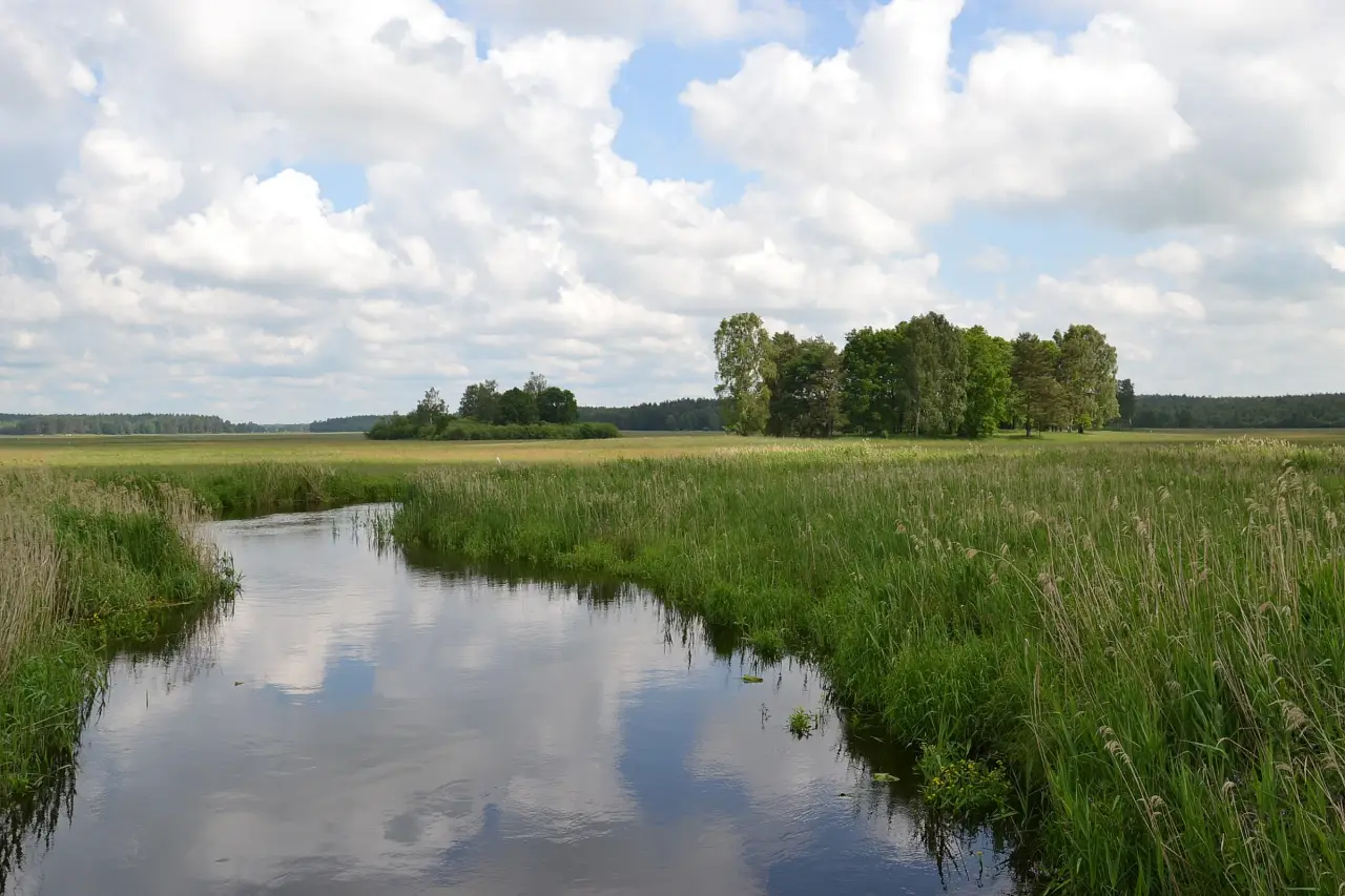 Meander rzeki wśród zielonych łąk i kęp drzew w dolinie Biebrzy