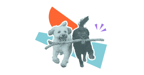 Two dogs, one with a large stick in its mouth, happily running on a stylised background