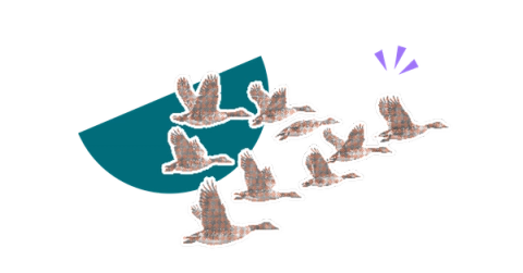 A flock of geese migrating together