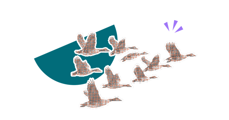 A flock of geese migrating together