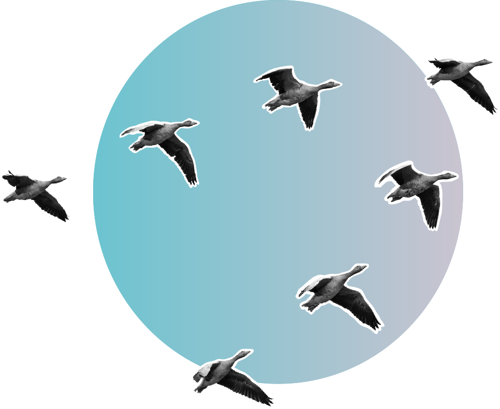 A flock of birds flying in front of a giant circle