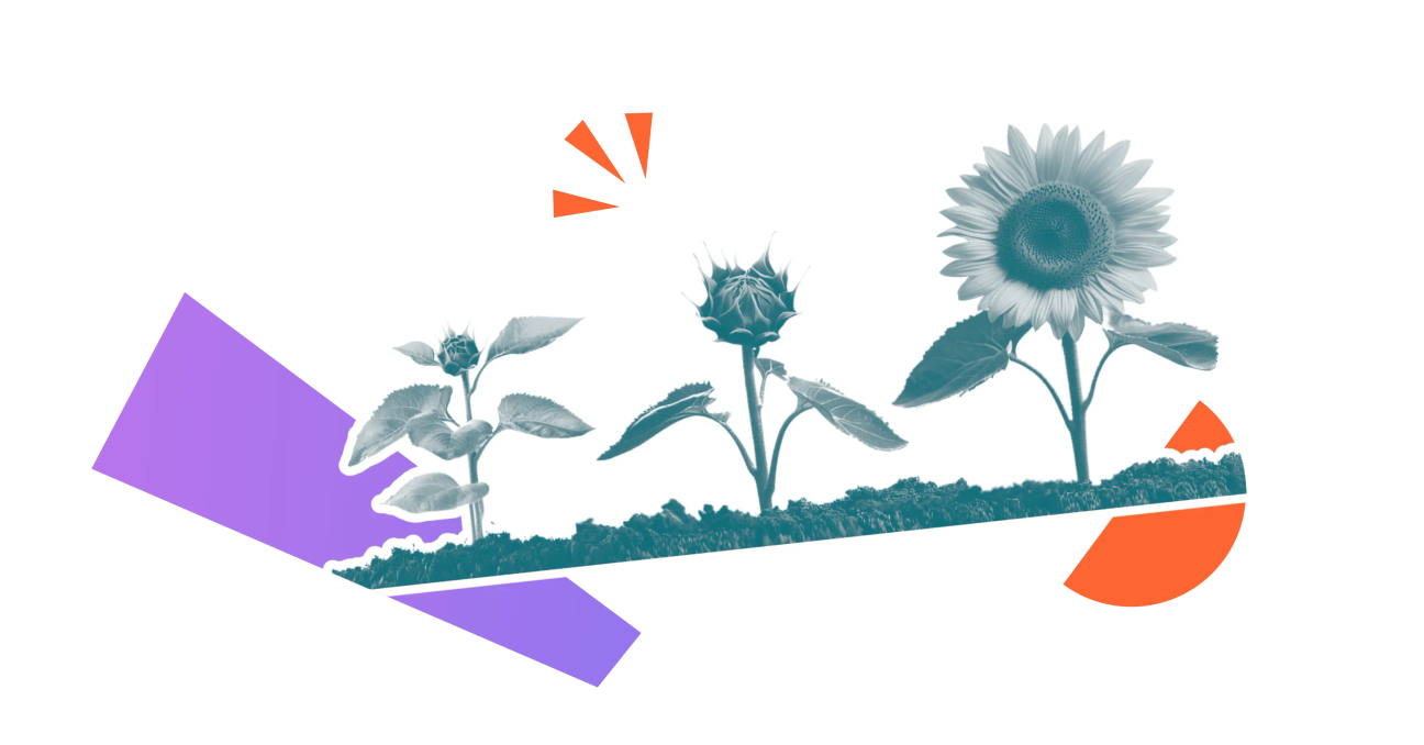 Three sunflowers in a row at different stages of development