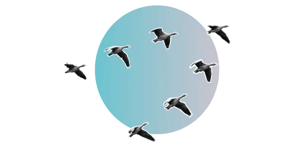 A flock of birds flying in front of a blue circle