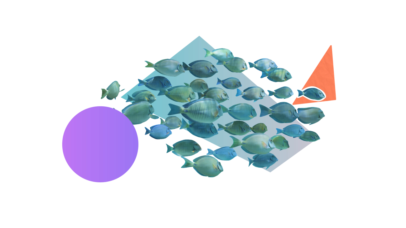 A school of fish