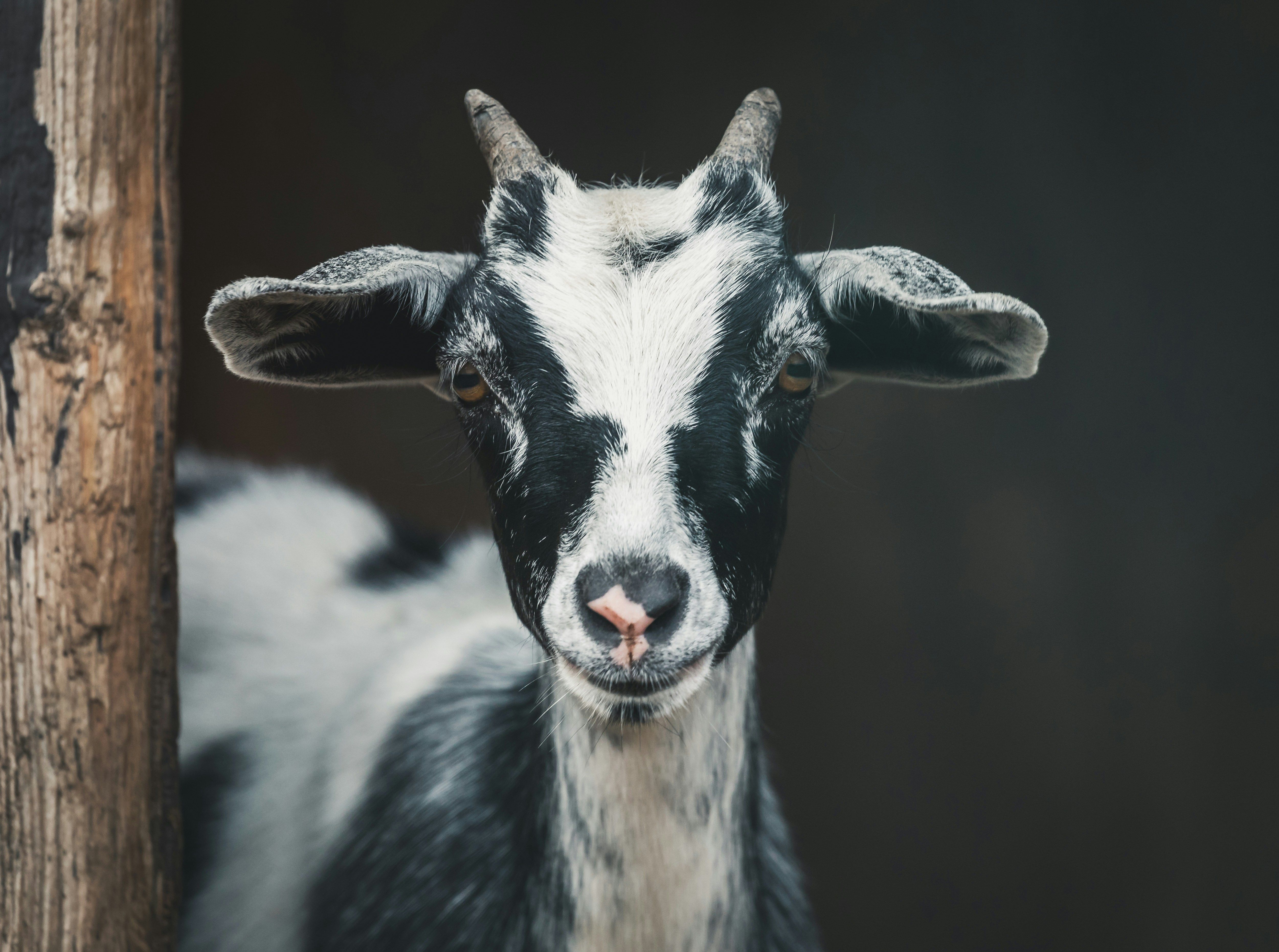 Geitekilling. Foto: Unsplash.com