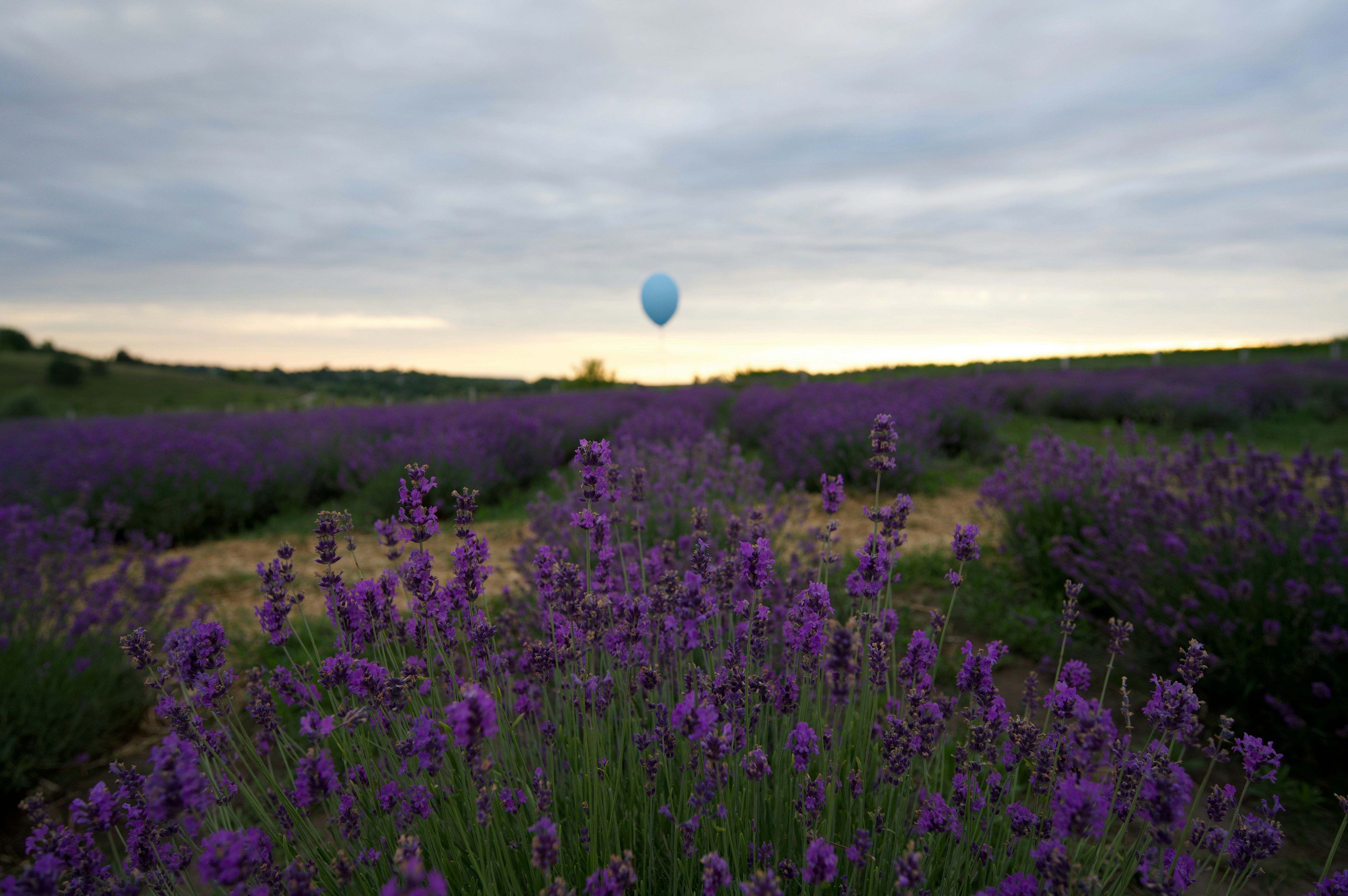Blå ballong over en lavendelåker