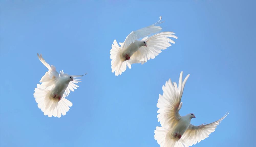 Sangen Alle duene av Lillebjørn Nilsen