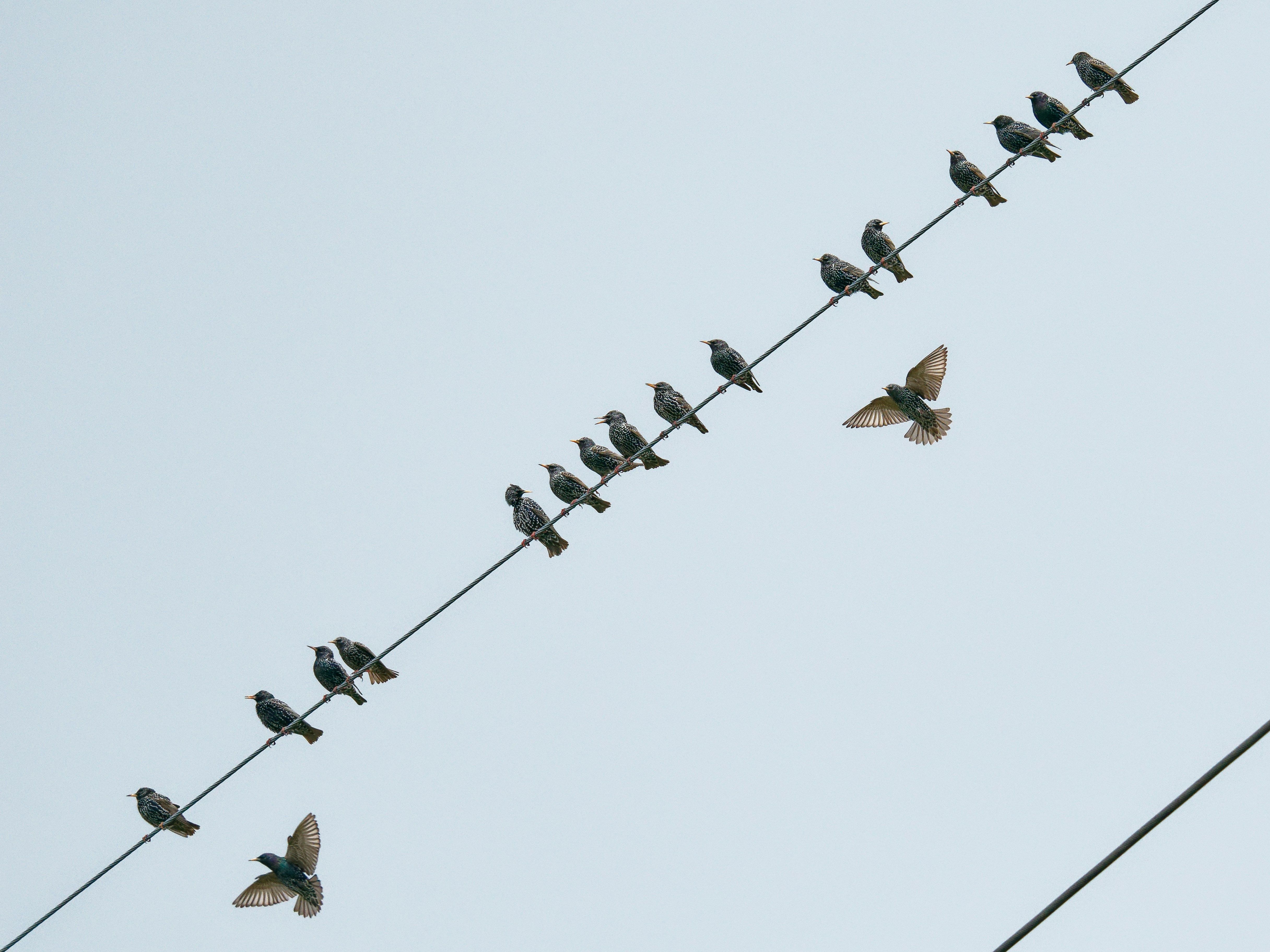 Fugler på strømledning