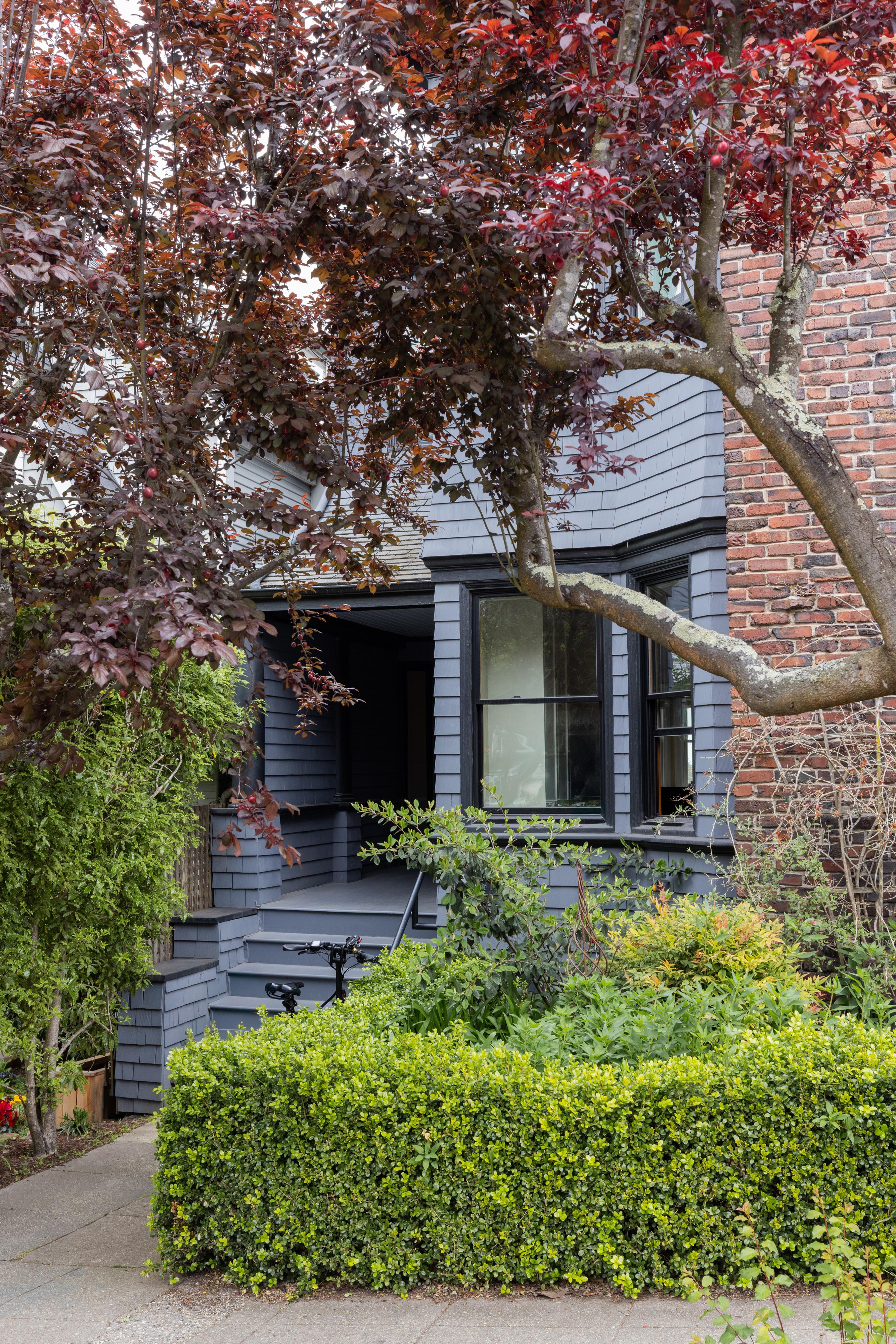 Blue-gray San Francisco Edwardian with a black-trimmed bay window, front steps, clipped hedge, and a purple-leaf tree