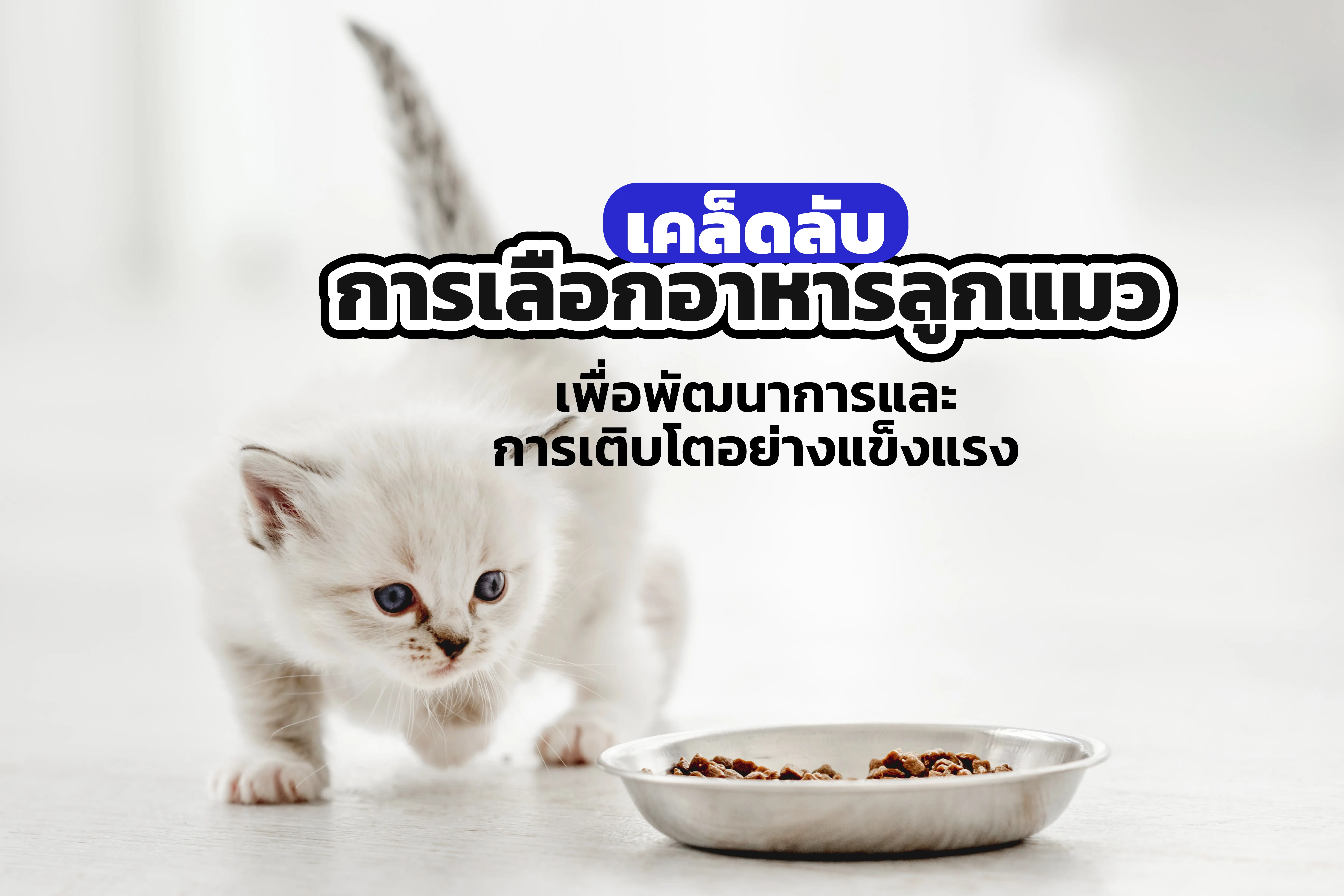  Tips for choosing kitten food for healthy development and growth.