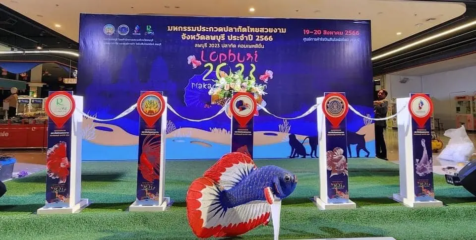 Thai Fancy Betta Fish Beauty Contest Event in Lopburi Province Thai Fancy Betta Fish Beauty Contest Event in Lopburi Province