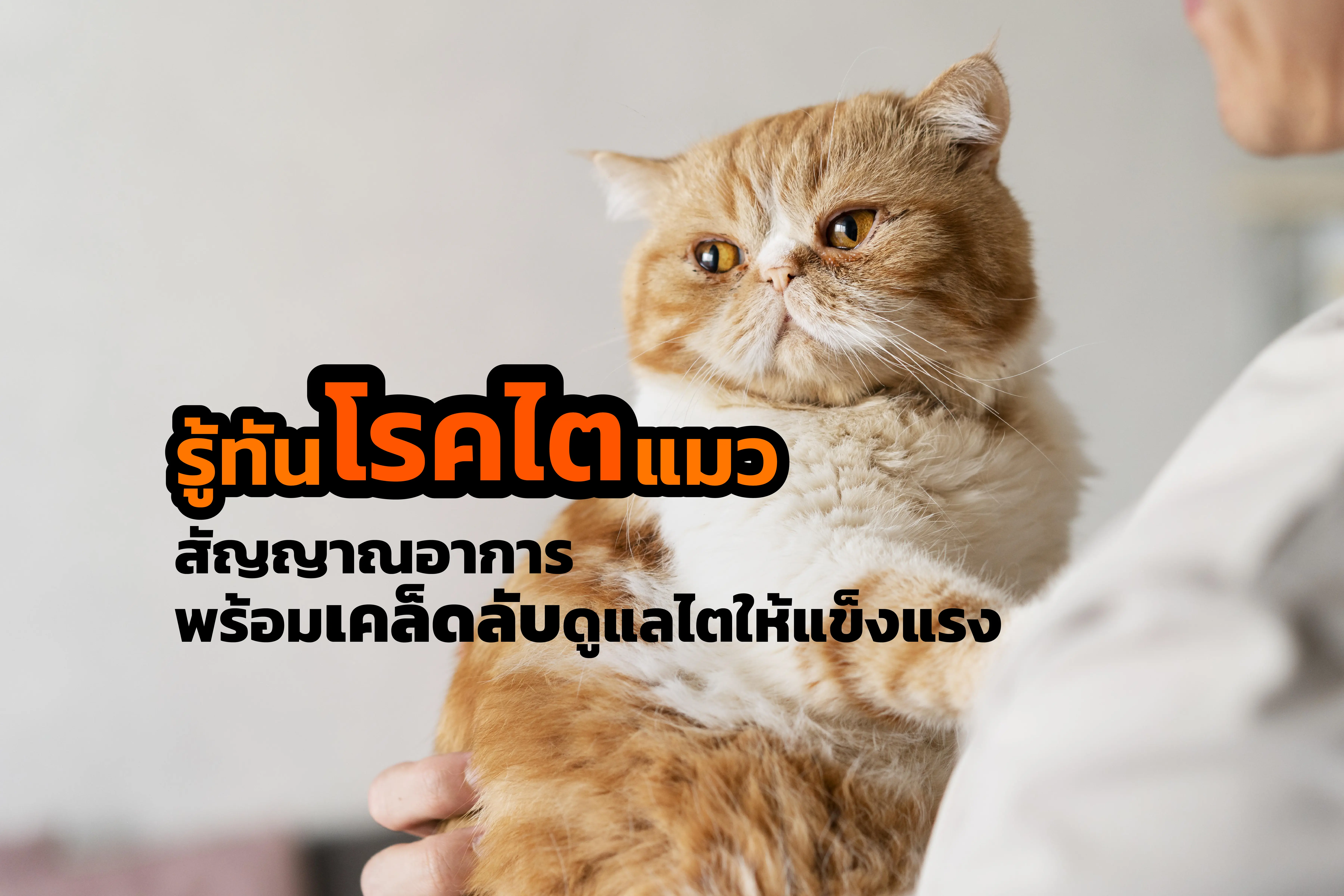 สัญญาณอาการ อาหารต้องกิน–เลี่ยง พร้อมเคล็ดลับดูแลไตให้แข็งแรง