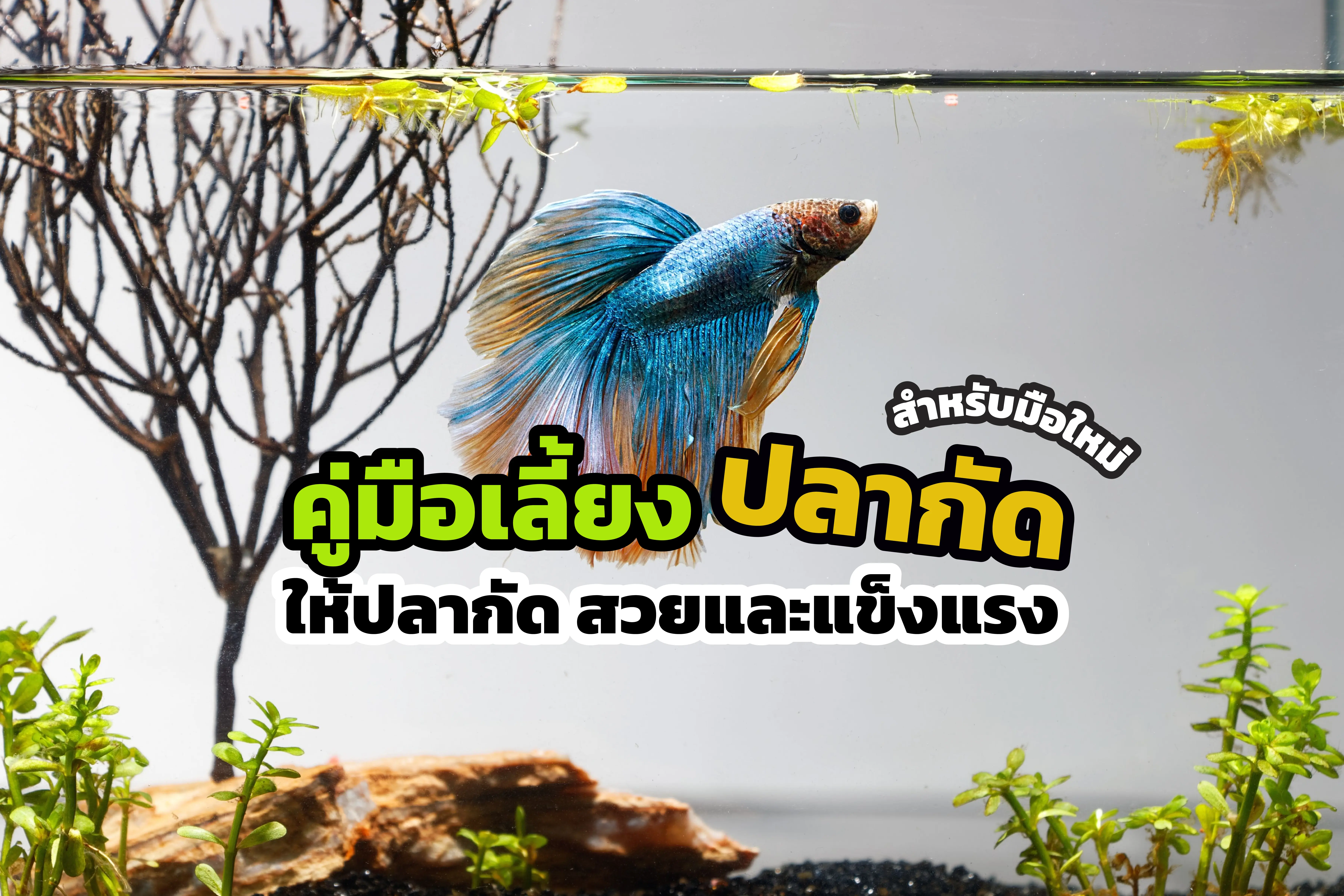 How to Care for Betta Fish: A Complete Guide for Beginners How to Care for Betta Fish: A Complete Guide for Beginners