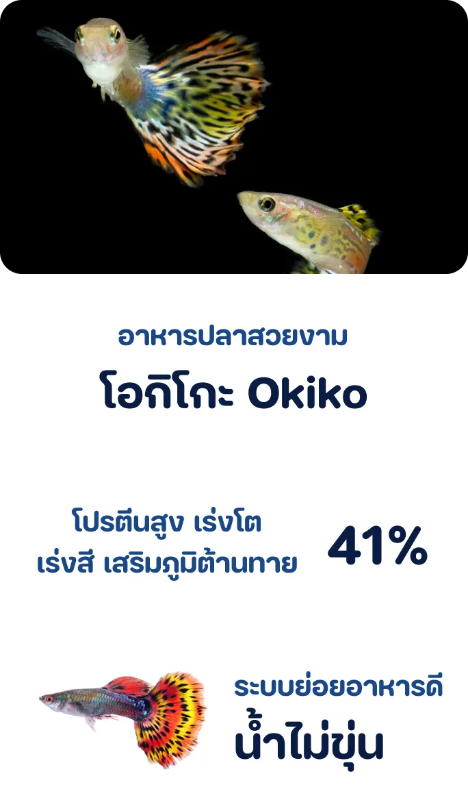 OKIKO BASIC RED COLOR – Ornamental Fish Food 1kg OKIKO BASIC RED COLOR – Ornamental Fish Food 1kg