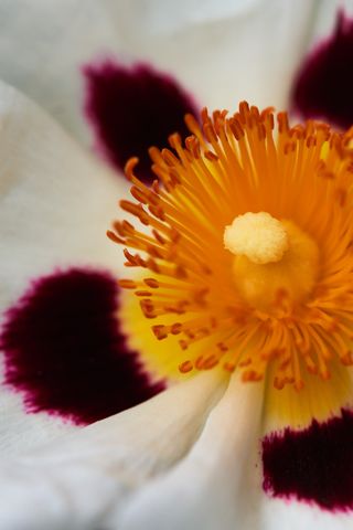 Cistus Ladanifer flowers