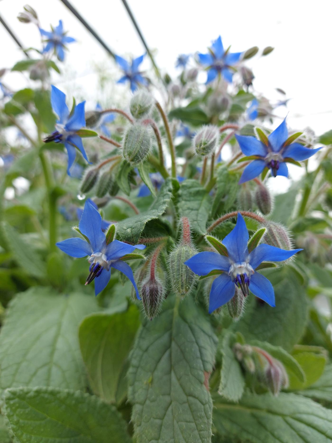 Huerta de Avataras Meliquina